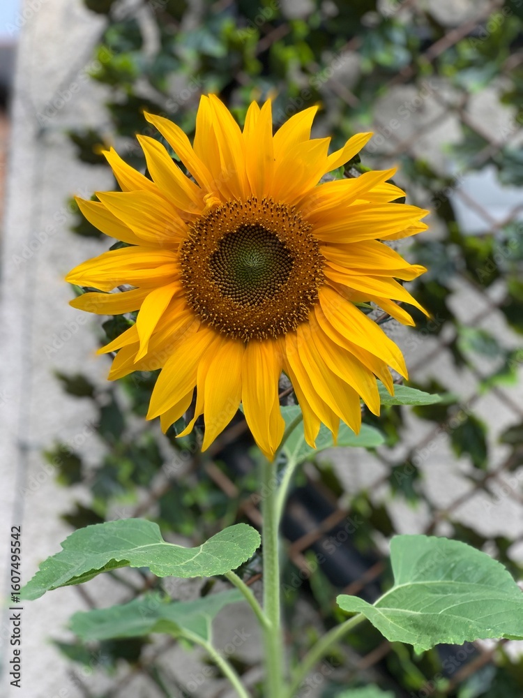Fototapeta premium sunflower in the garden