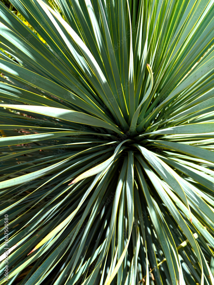 Fototapeta premium Radiant Desert Symmetry: Close-Up of Blue Yucca Plant with Striking Spiky Leaves and Sunlight Patterns – Nature’s Geometric Masterpiece in the Arid Southwest
