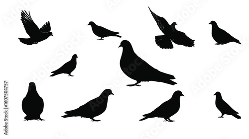 Silhouette illustration of multiple pigeons in various poses against a white background art design