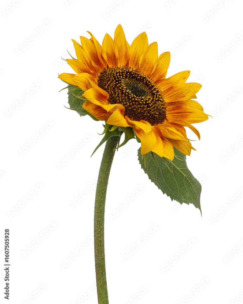Naklejka premium Yellow sunflowers on white isolated background