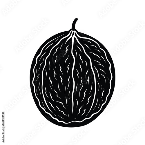 vector illustration of a walnut