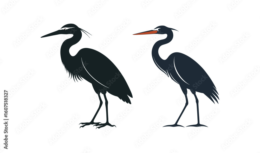 Fototapeta premium Two black herons standing side by side isolated on white background