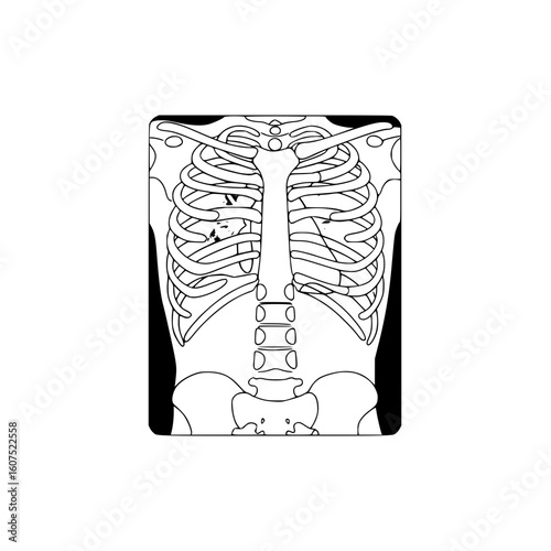 Skeleton anatomy line drawing, isolated vector image on transparent background, X-ray image

