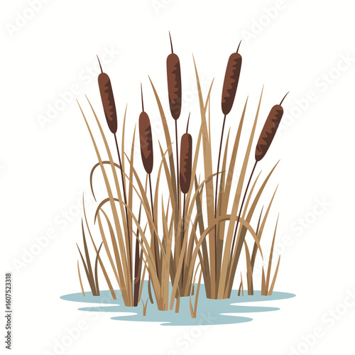 Illustration of cattails growing in shallow water
