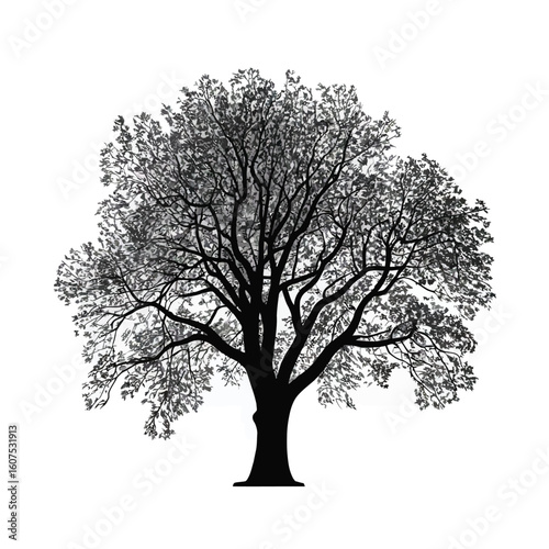Detailed silhouette of a large deciduous tree on a white background