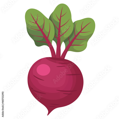 Fresh beetroot with green leaves isolated on white background