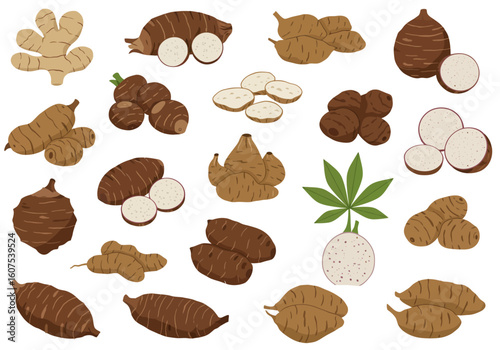 Illustration of various brown root vegetables
