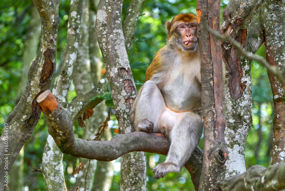 Naklejka premium Macaque in the natural surroundings
