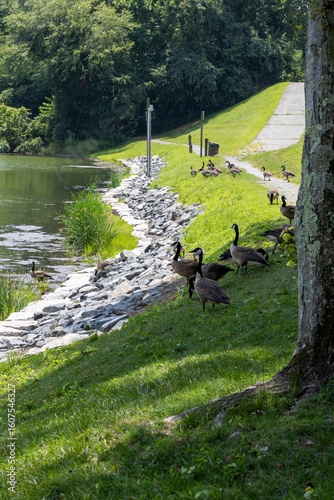 Schilderij op canvas A gaggle of geese at by the water