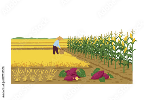 A farmer in a rice field with corn  sweet potatoes harvested
