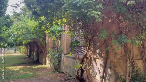 Old building wall covered with vines in sunny park


