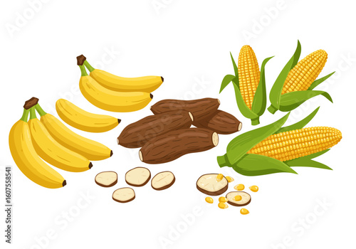 An arrangement of bananas cassava and corn seemingly for culinary or educational purposes