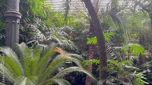 Lush tropical garden with palm trees and greenery

