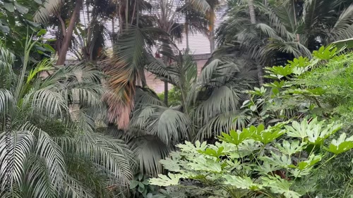 Dense tropical palms under greenhouse canopy

