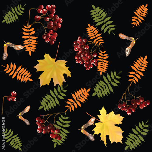 ed ashberries and maple leaves isolated on black