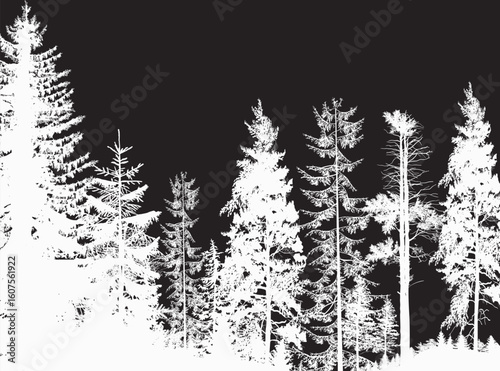 white coniferous forest isolated on black