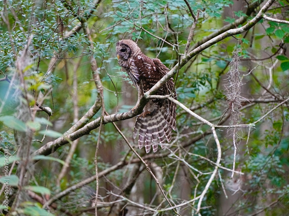 Obraz premium A young Barred owl feathers