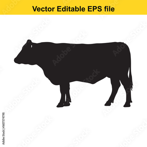 Dairy cow and calf, cow and calf, milk cow, angus cow