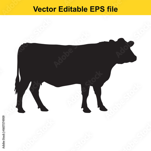 Dairy cow and calf, cow and calf, milk cow, angus cow