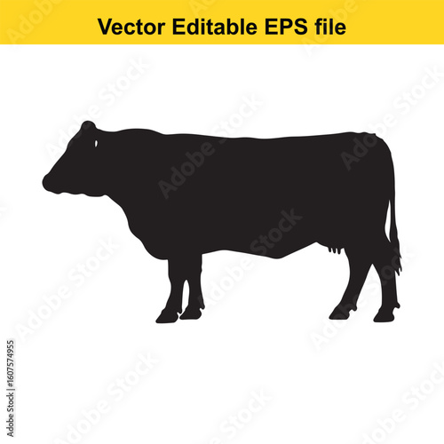 Dairy cow and calf, cow and calf, milk cow, angus cow