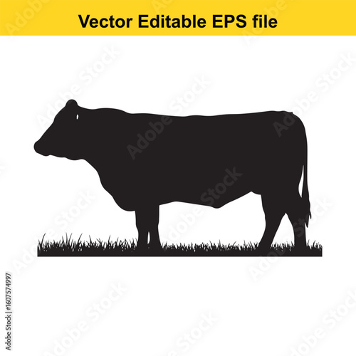 Dairy cow and calf, cow and calf, milk cow, angus cow