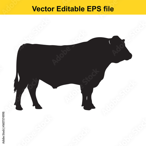Dairy cow and calf, cow and calf, milk cow, angus cow