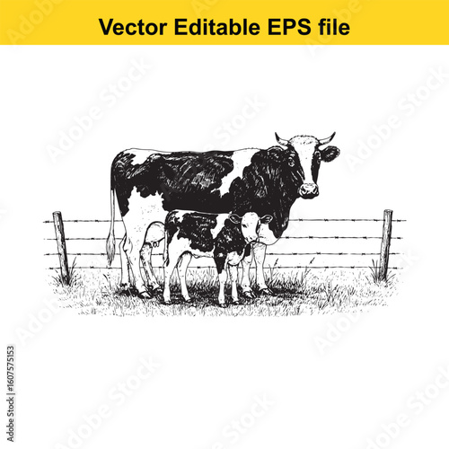 A mother cow and calf stand behind a fence
