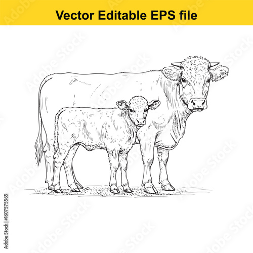 Dairy cow and calf, cow and calf, milk cow, angus cow