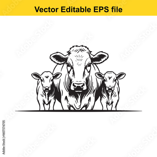 Dairy cow and calf, cow and calf, milk cow, angus cow