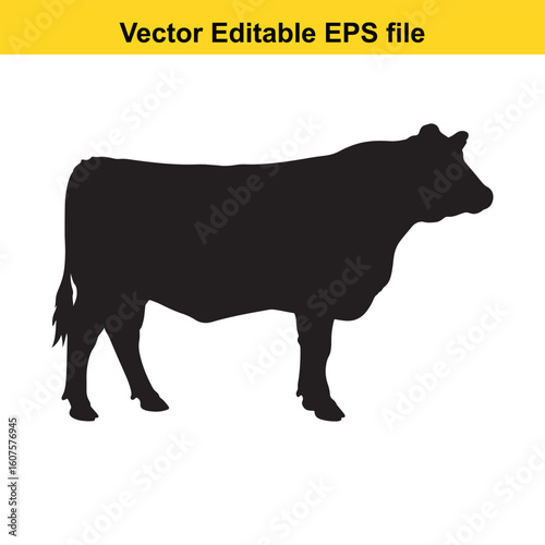 Dairy cow and calf, cow and calf, milk cow, angus cow