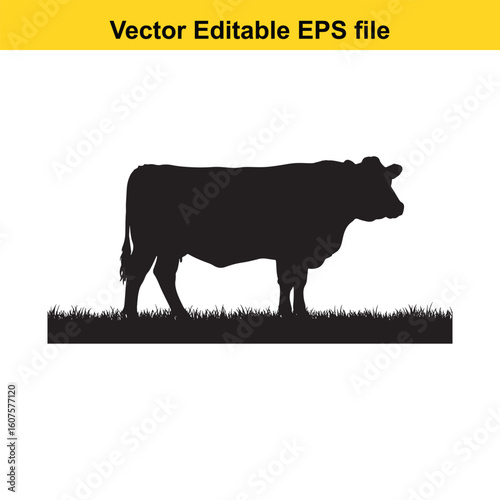 Dairy cow and calf, cow and calf, milk cow, angus cow