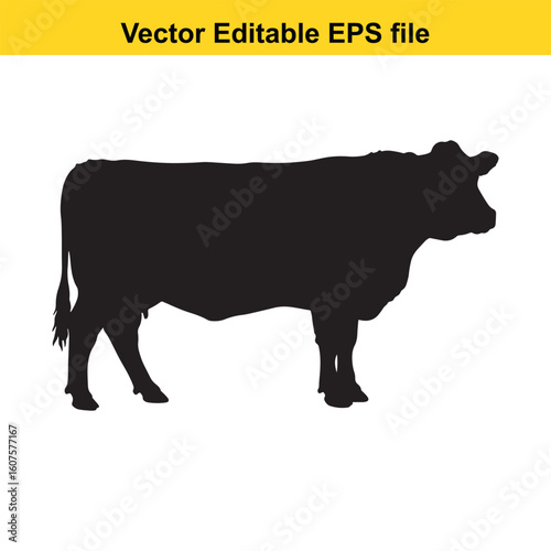 Dairy cow and calf, cow and calf, milk cow, angus cow