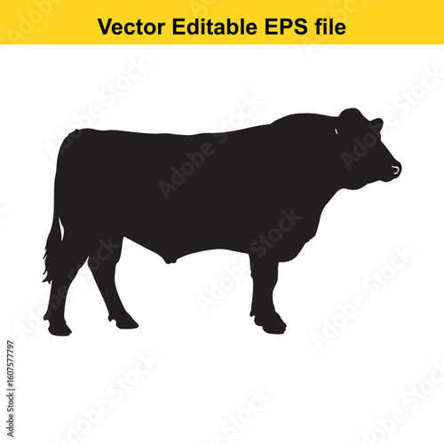 Dairy cow and calf, cow and calf, milk cow, angus cow