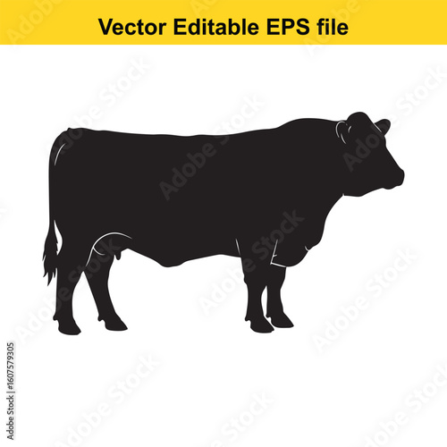 Dairy cow and calf, cow and calf, milk cow, angus cow
