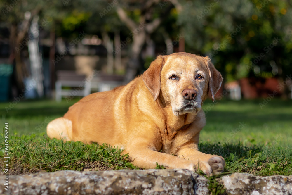 Fototapeta premium Yellow labrador laying in the grass