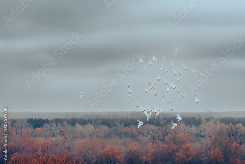 Flock of White Birds Flying Over Autumn Forest Under Cloudy Sky