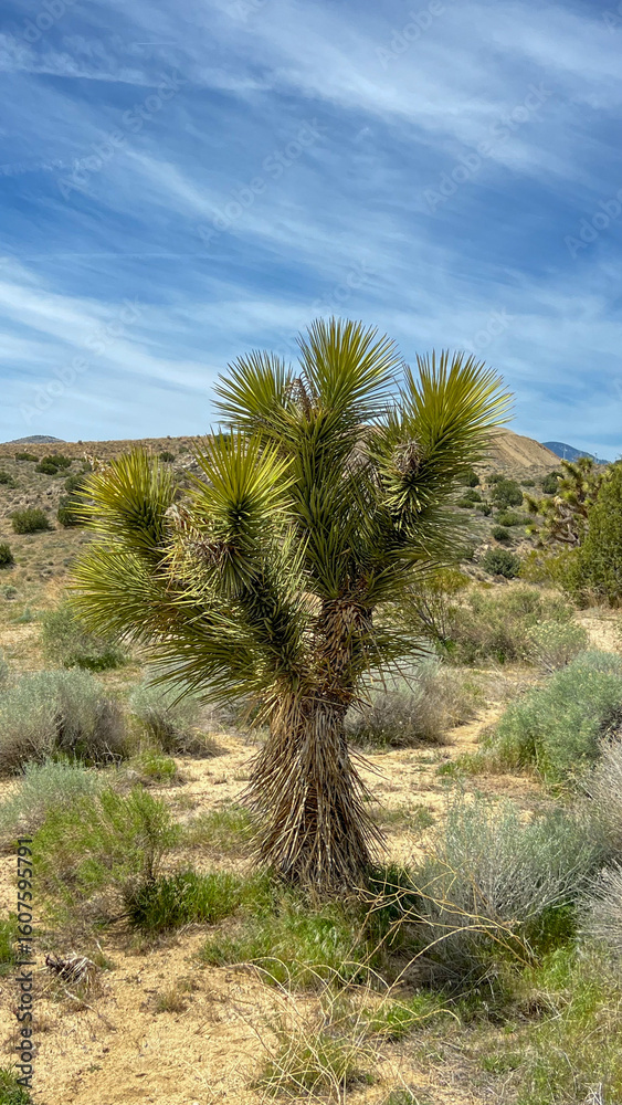 Fototapeta premium Yucca brevifolia (Joshua tree, yucca palm, tree yucca, and palm tree yucca) in Mojave desert, California, with flowers grow in panicles. The desert plant blooming in spring. Succulent.