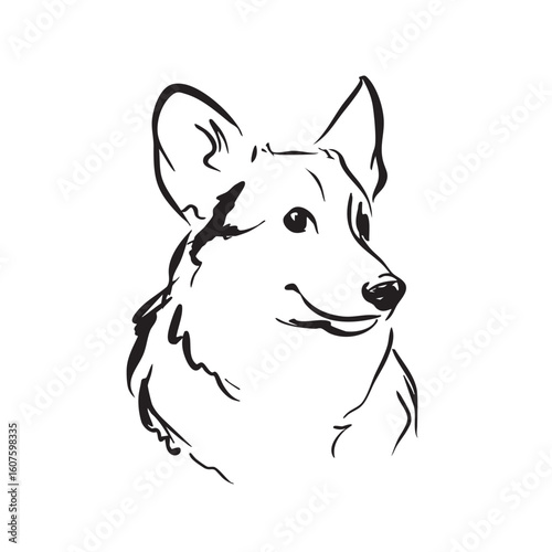 A corgi dog's head is shown looking right on a white background.
