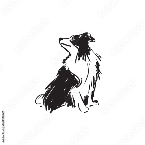 A border collie dog sits looking up on a white background.
