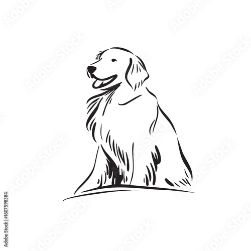  A happy golden retriever sits on a white background looking right.