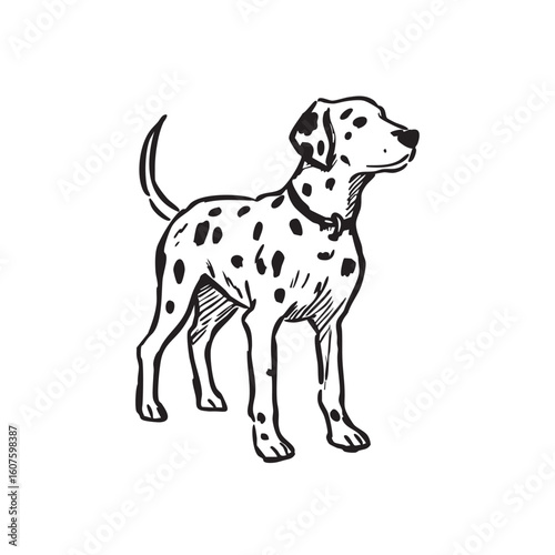 A dalmatian dog stands looking right on a white background.