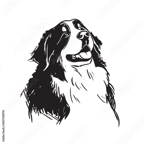 A happy black and white dog looks up on a white background.