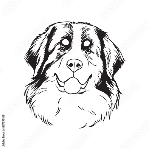 A line drawing of a happy Bernese Mountain Dog's head
