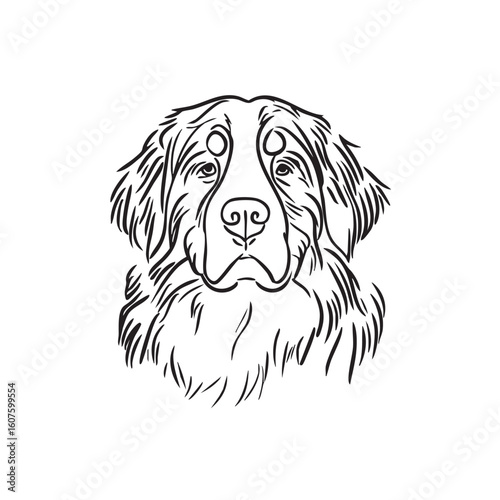 A line drawing of a Bernese Mountain Dog's head.