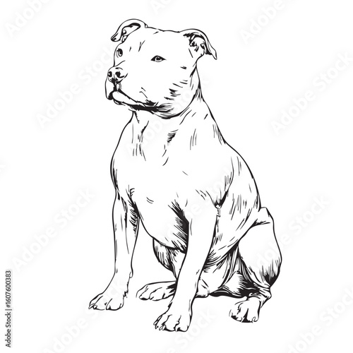 A line drawing of a sitting pitbull dog.