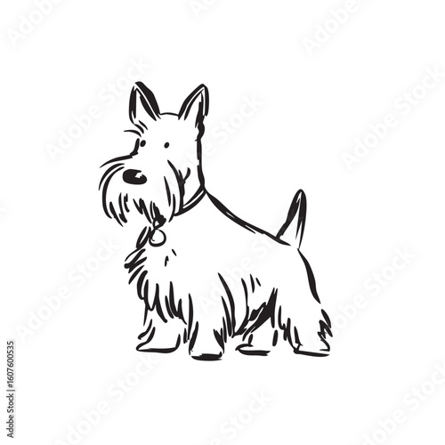 A line drawing of a sitting Scottish Terrier.