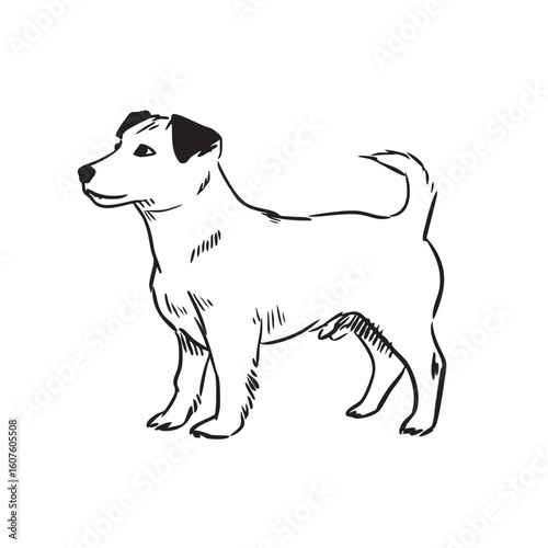 A line drawing depicts a standing Jack Russell Terrier.
