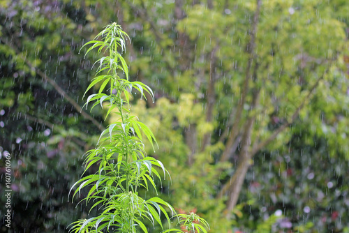Photos cannabis sativa l. var. sativa