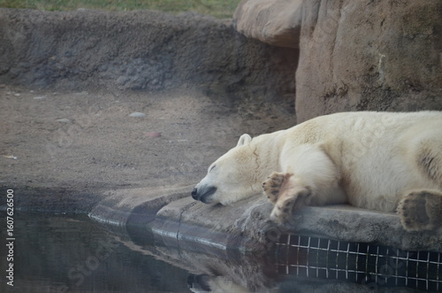 sleeping polar bear