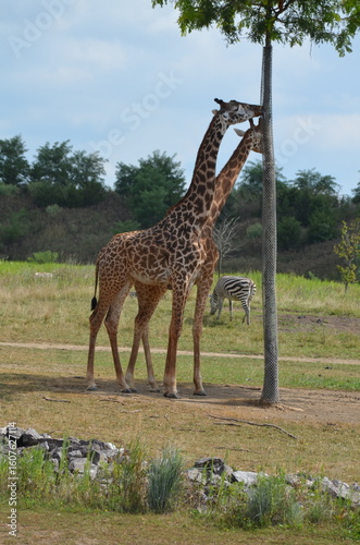 Photography giraffe in the zoo